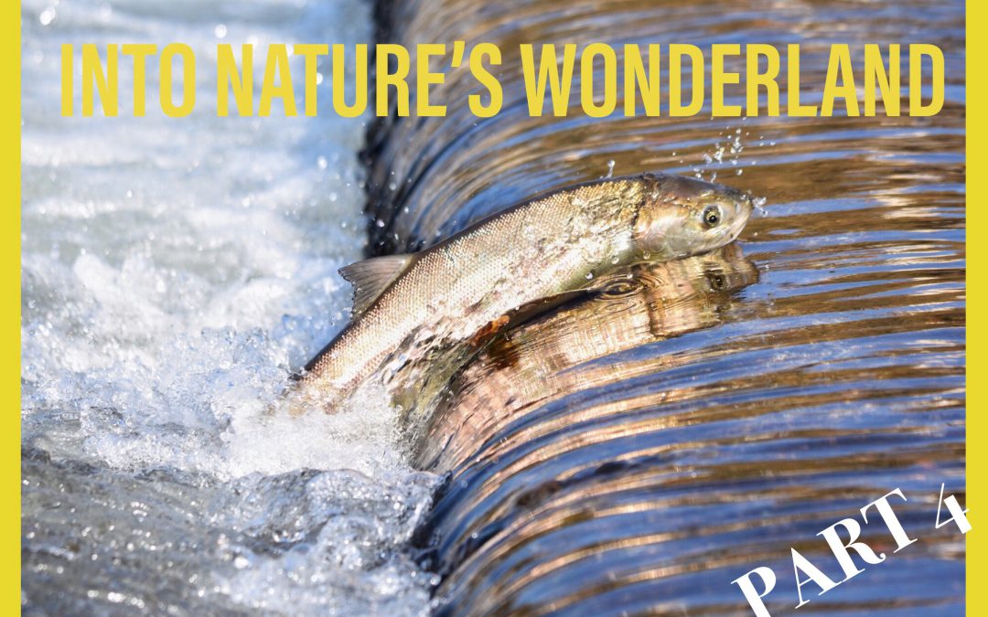 Into nature’s wonderland, deel 4