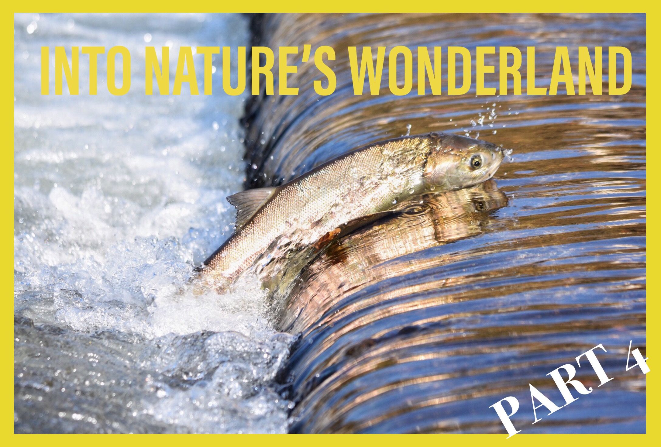 Into nature’s wonderland - maken virussen ons ziek?